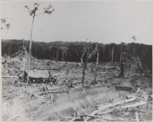 hut surrounded by felled trees