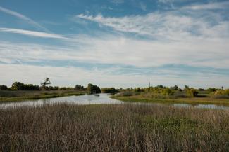 A slough along the King's River.