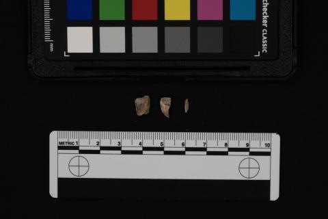 Teeth fragments with color card and scale