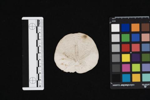 Sand dollar, color card and scale
