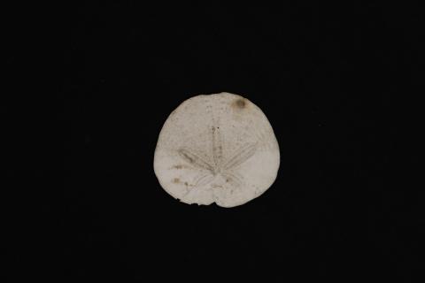 Sand dollar, front