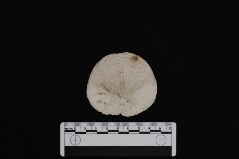 Sand dollar, scale