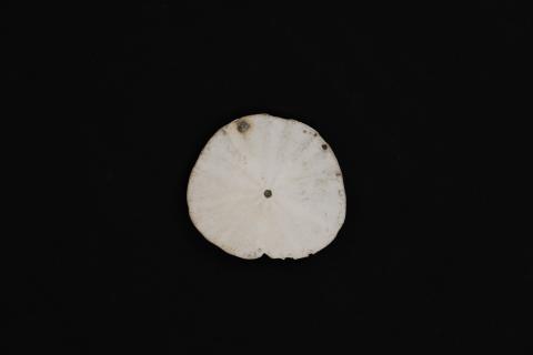 Sand dollar, back